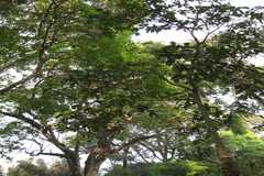 Vernonia shevaroyensis